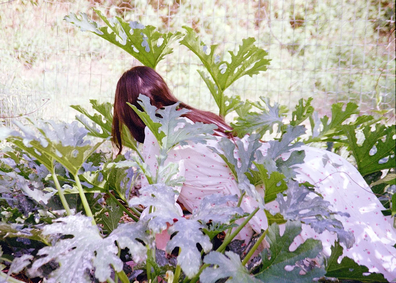 courgeetteé.jpg