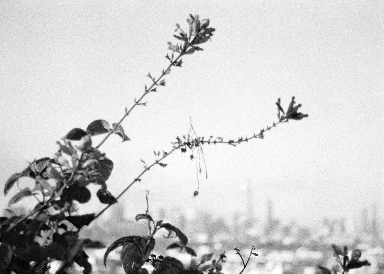 sf and flowersé.jpg