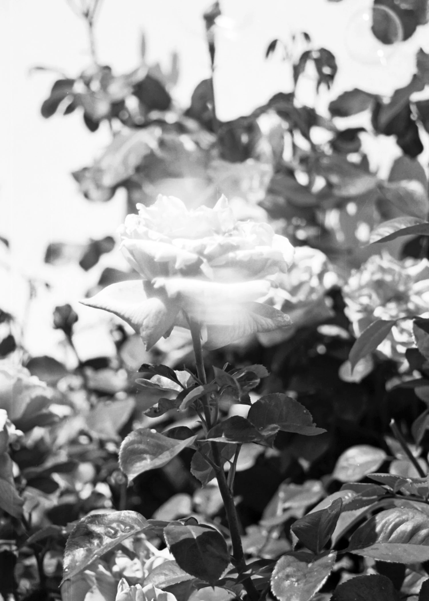 blurrydreamy rose2.jpg