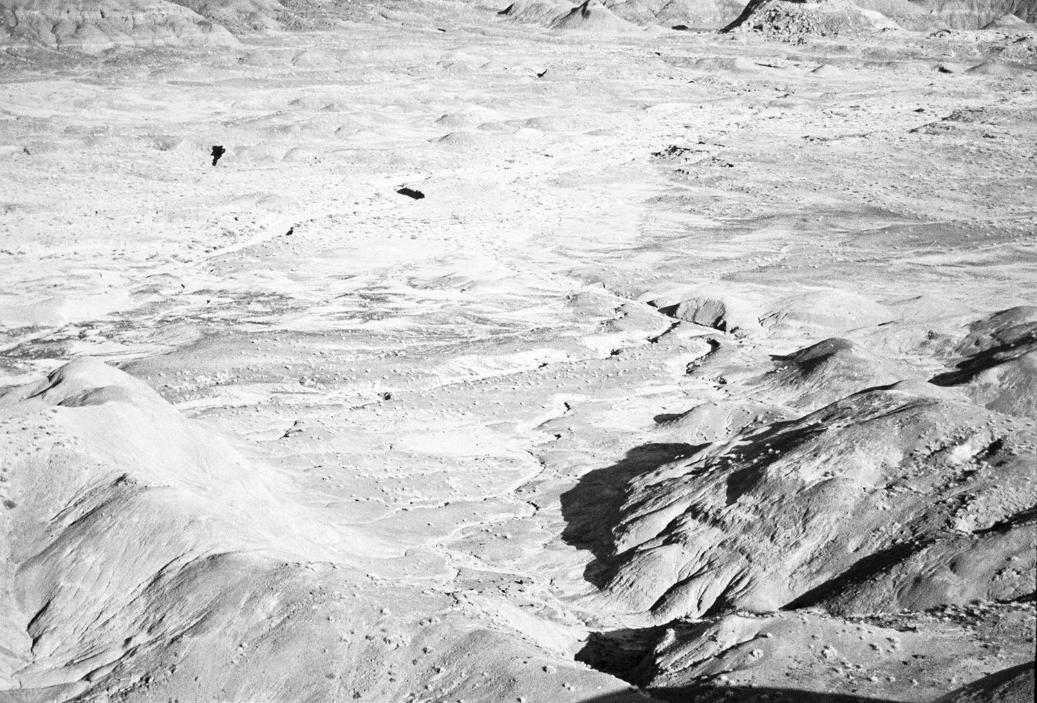 petrified contrast2.jpg