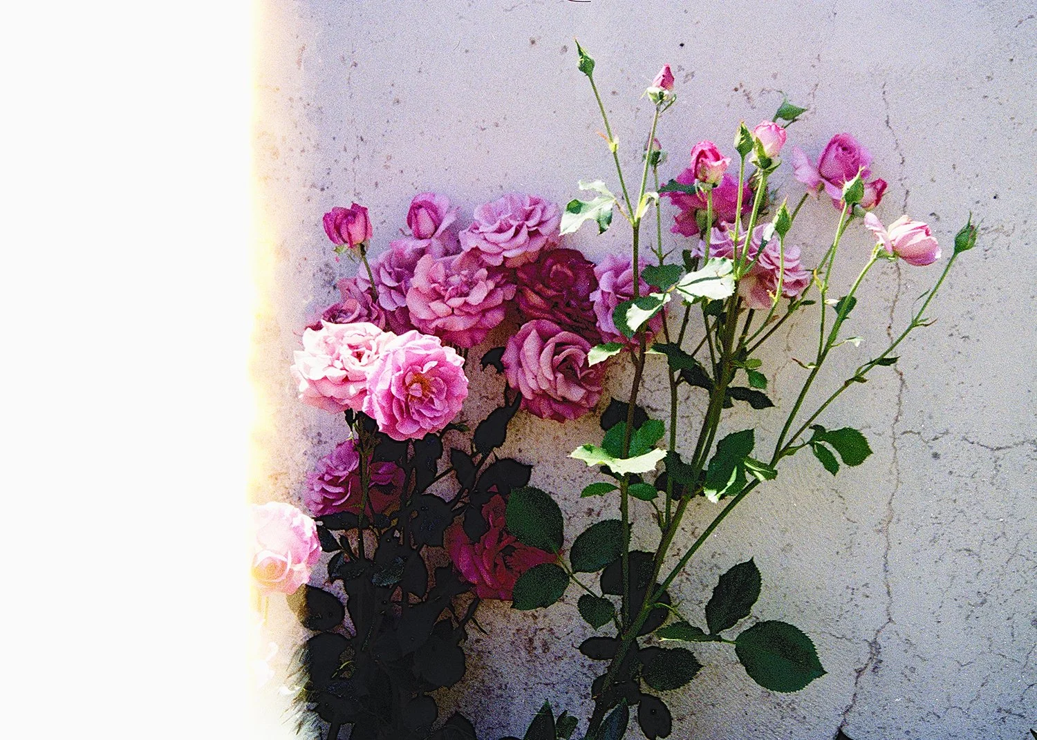 roses2.jpg