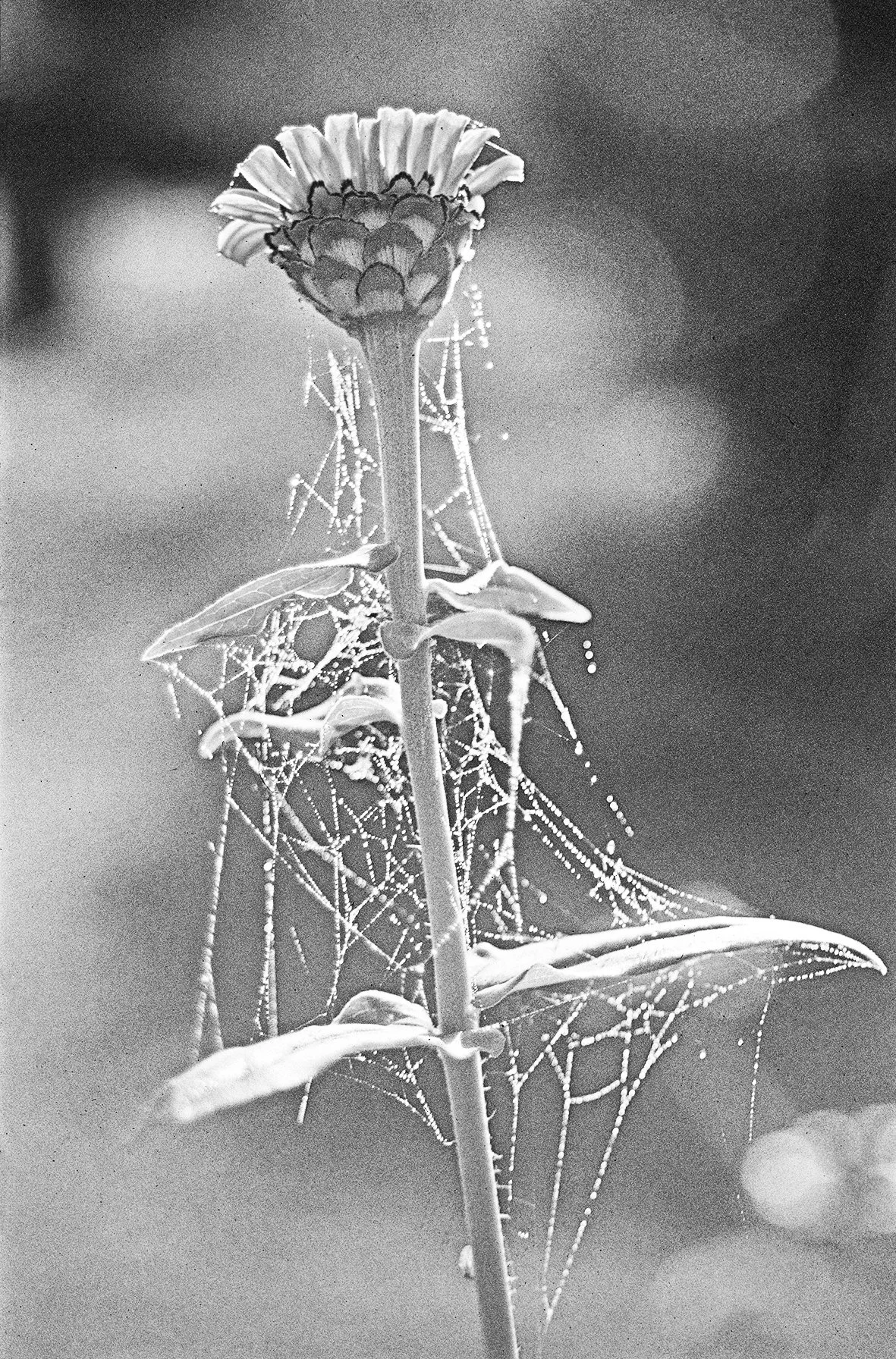 flowertoile57 coipy.jpg
