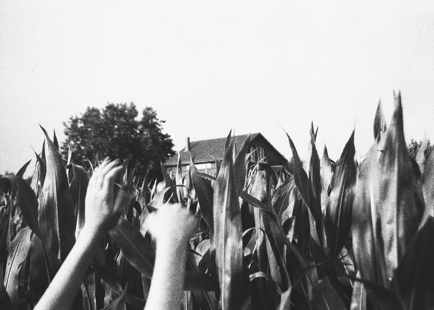 handincornse.jpg