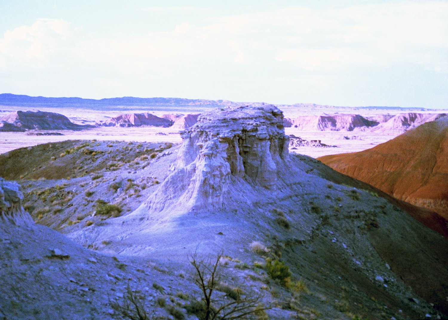 rock in petrifiedé.jpg