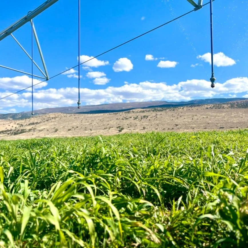 Circle K Farms LLC | Grass-Fed Beef | Raw Milk | Pork | Moroni, UT