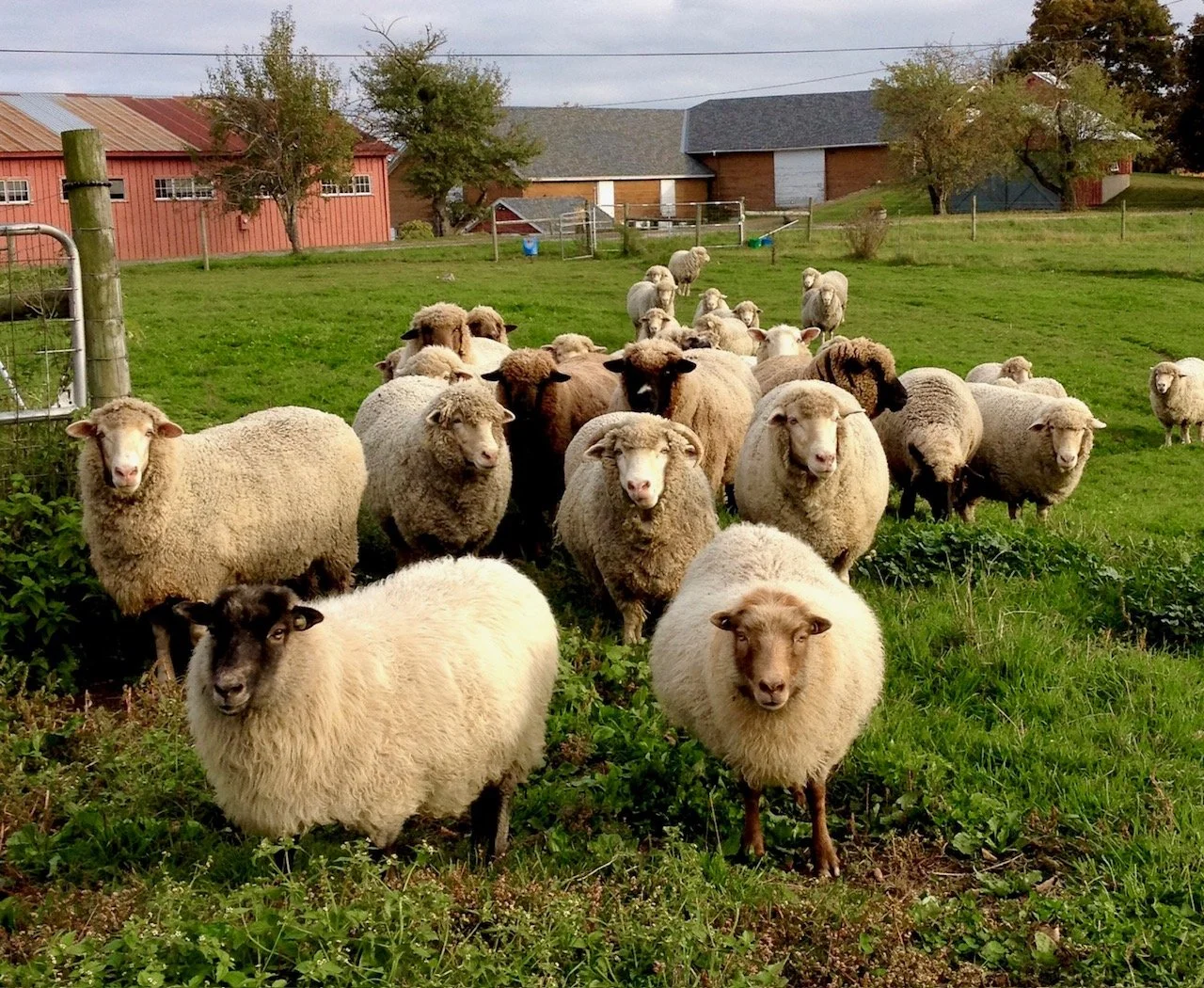 A flock of sheep and a goat on a grassy farm with red and brown barns in the background.