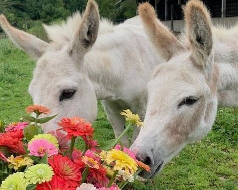 Two white donkeys grazing on green grass near colorful flowers.