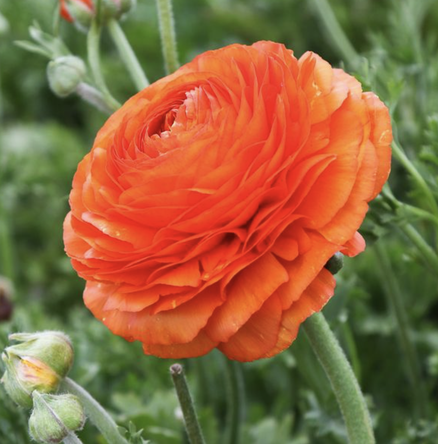 Ranunculus Corms - Tecolote Sunset