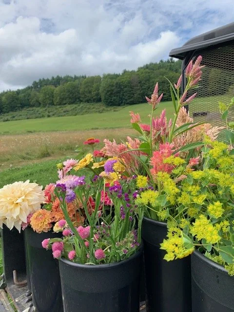 CUT FLOWERS IN MULE.JPG