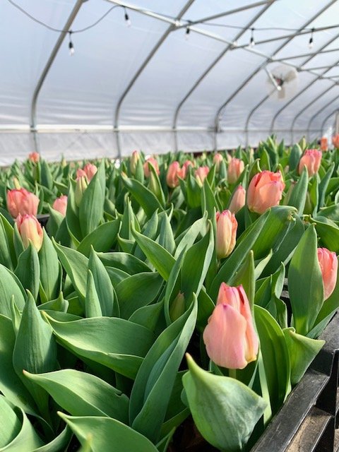 tulips growing in greenhouse.jpg