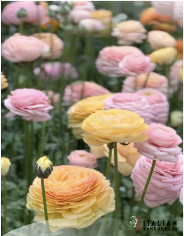 Ranunculus Corms - Elegance Dolce Vita