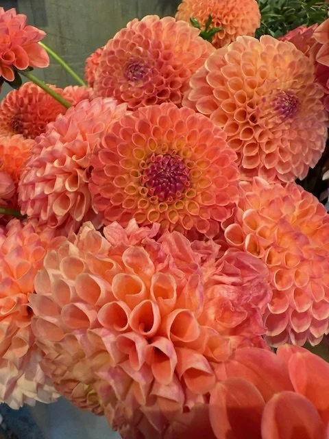 dahlia jowey nicky.jpeg