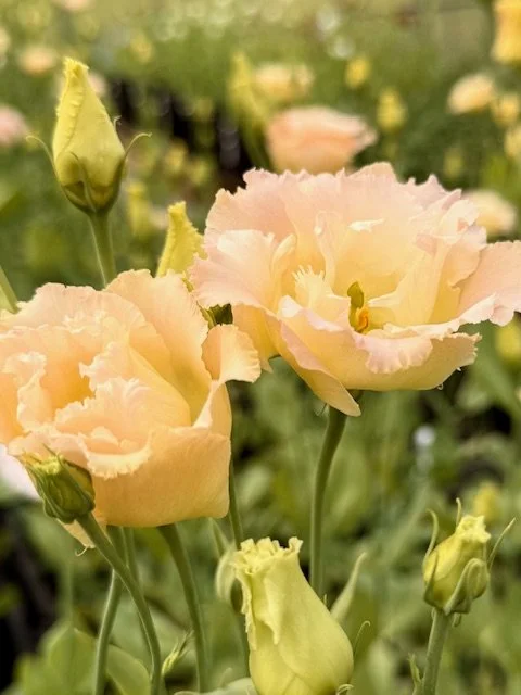Peach-colored lisianthus flowers with green buds and leaves.