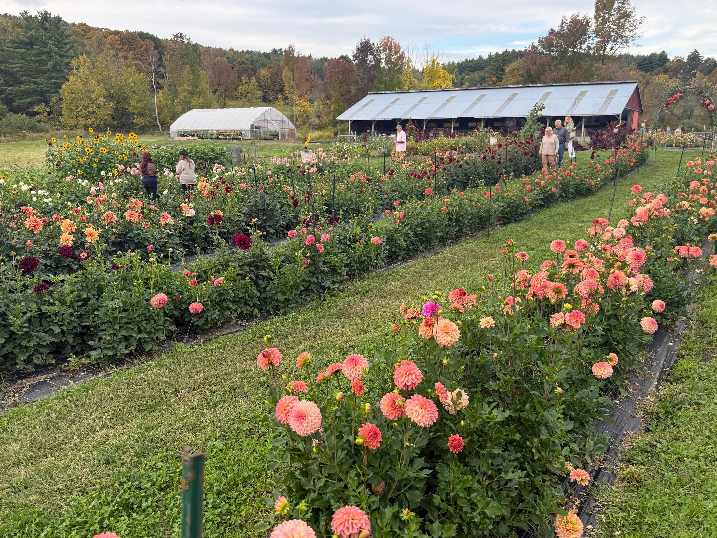A flower garden with blooming dahlias and sunflowers, people walking among the flowers, and a barn and greenhouse in the background, surrounded by trees with fall foliage.