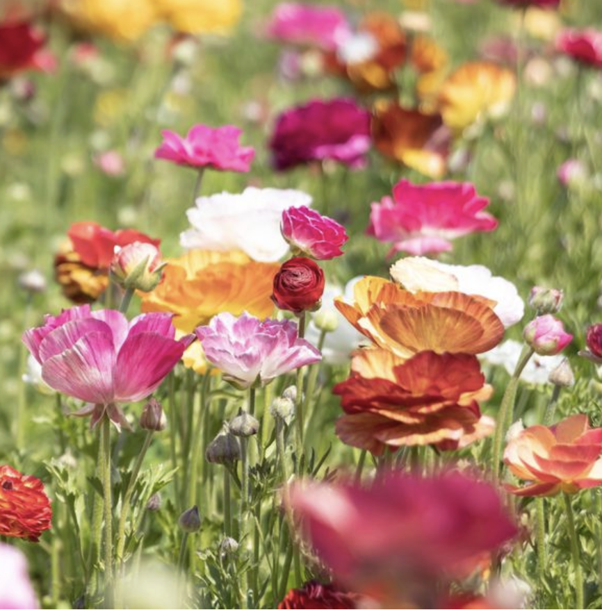 Ranunculus Corms - Tecolote Picotee Mix
