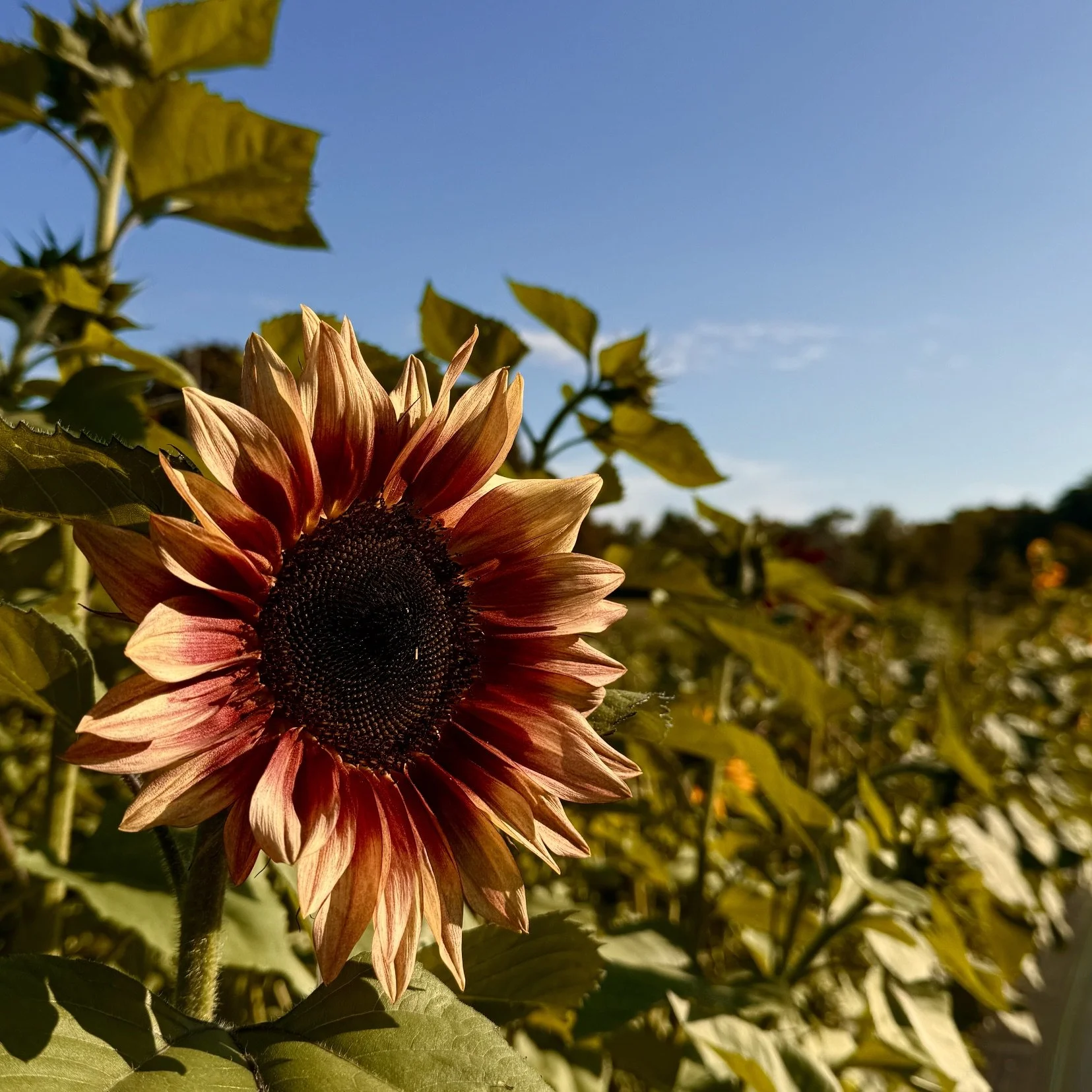 sunflower golden hour.jpeg