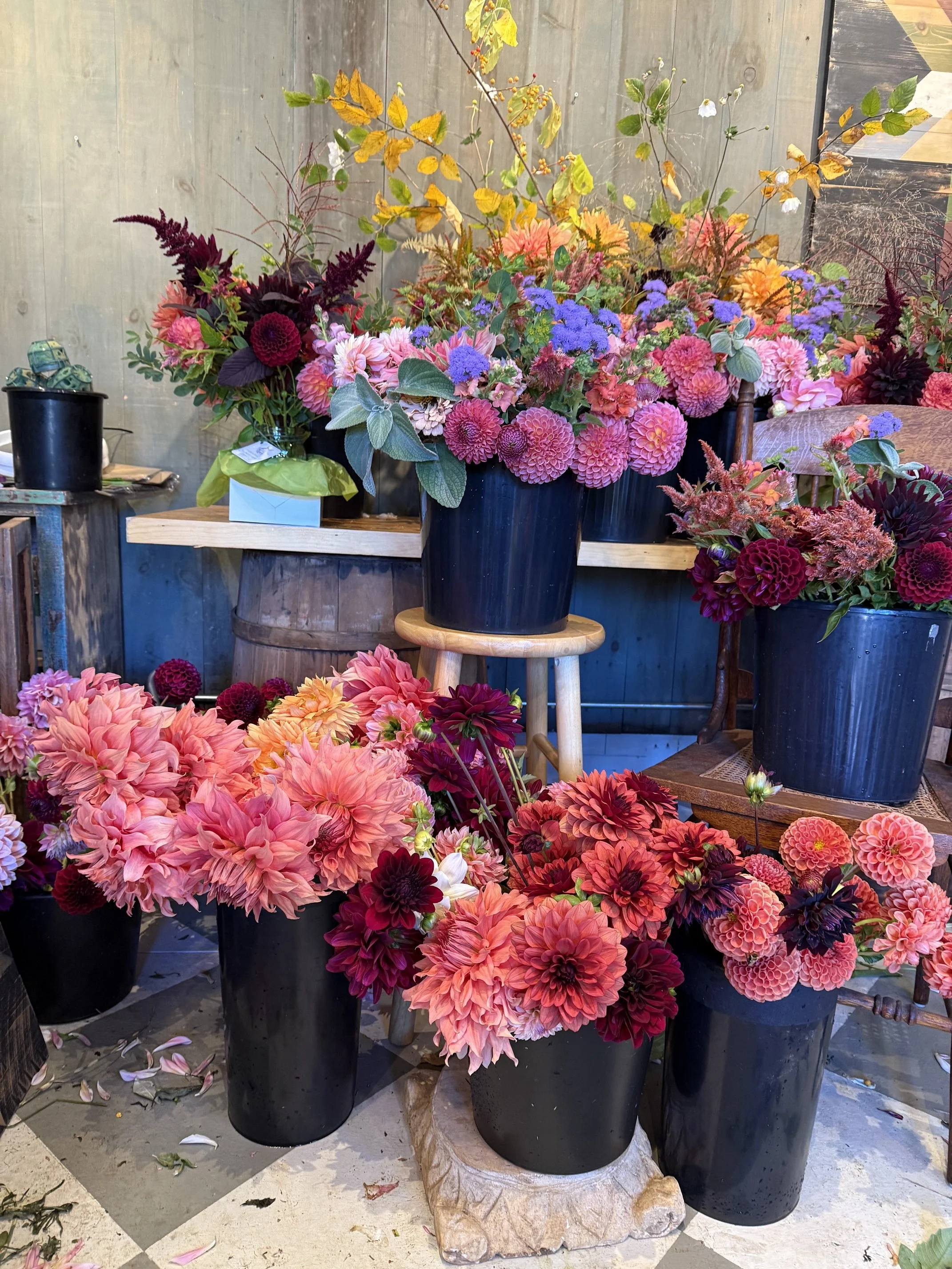 buckets of dahlias in flower studio.jpeg