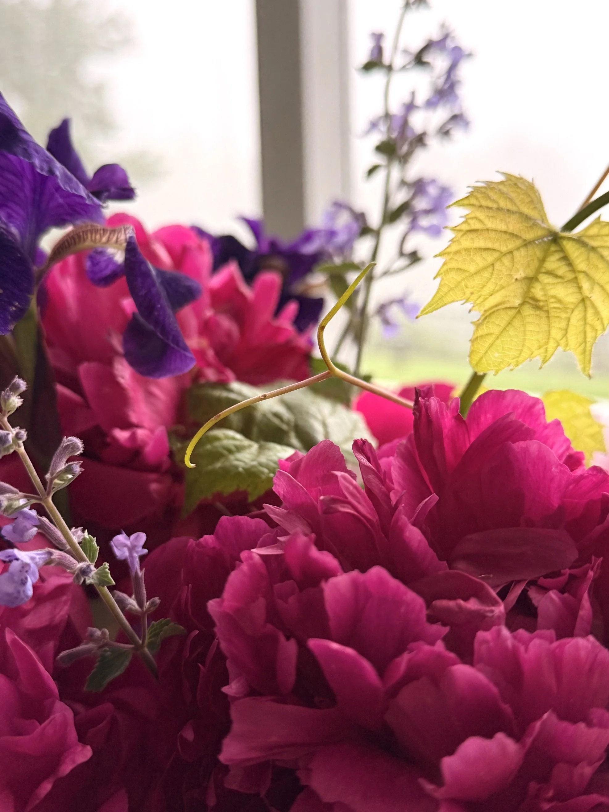red peony with iris, nepeta.jpeg