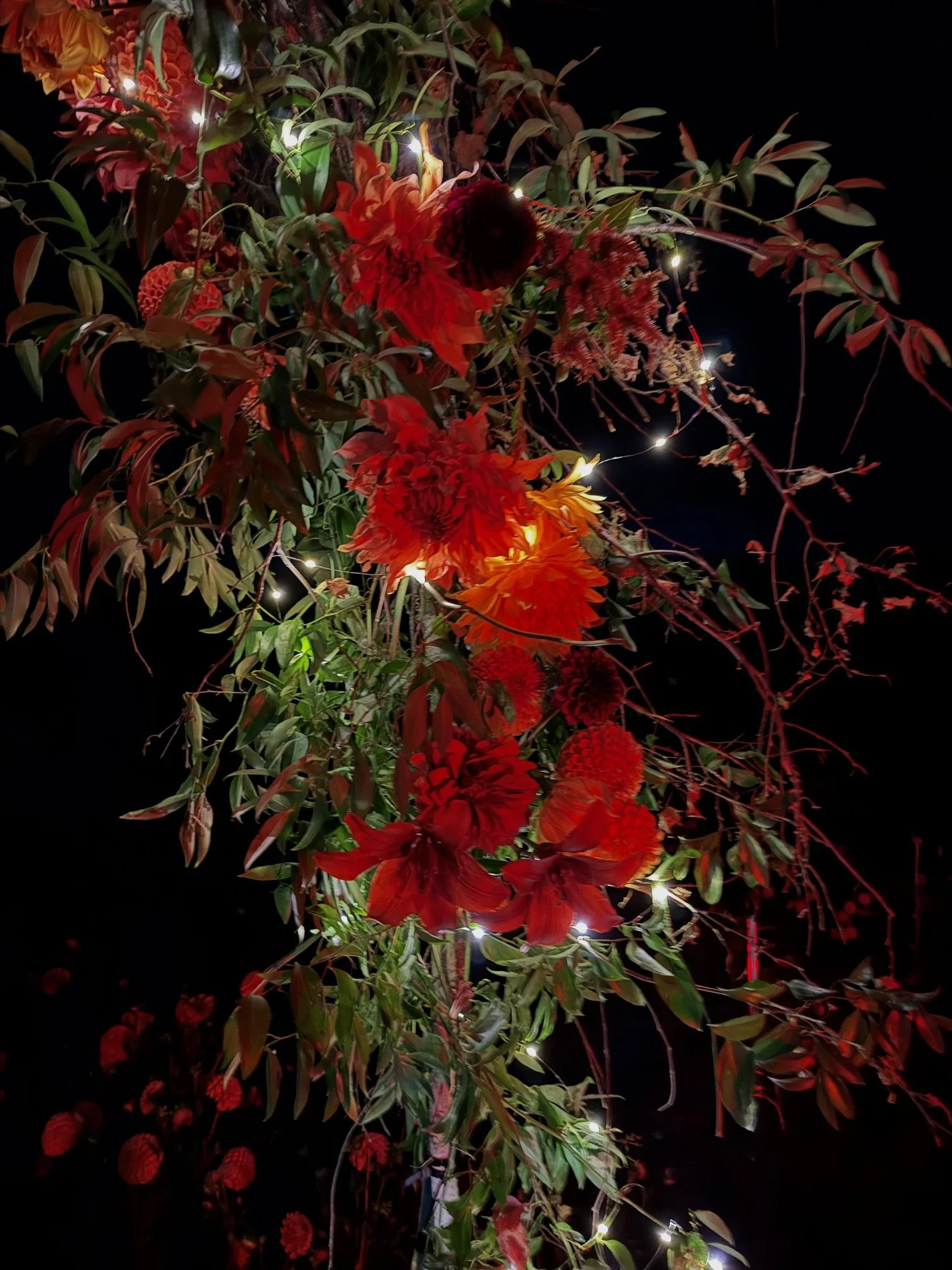 dahlia arch.jpeg
