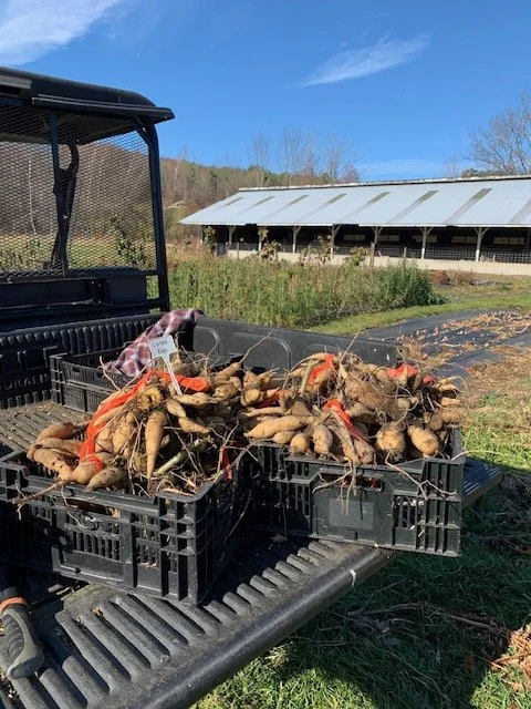 tuber harvest.jpeg