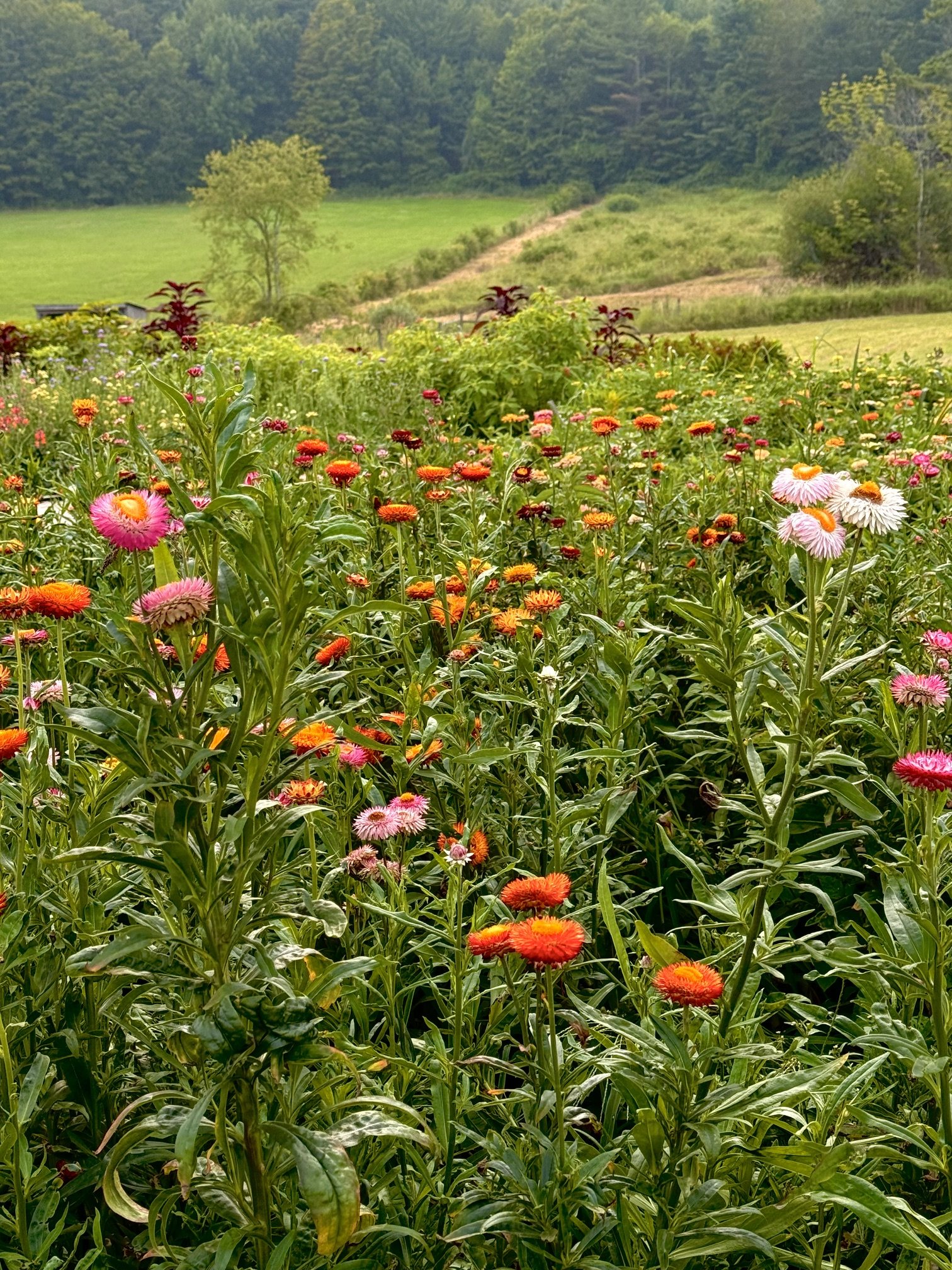 field of strawflowers at Patten Hill Flower Farm.jpeg