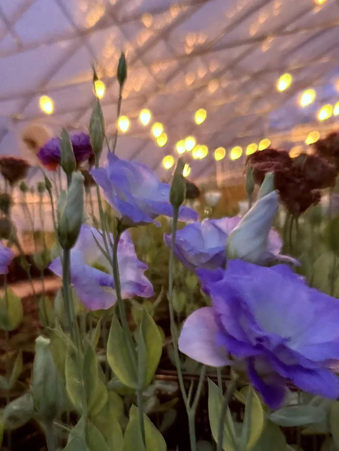 twilight in greenhouse. Patten Hill Flower Farm.jpeg