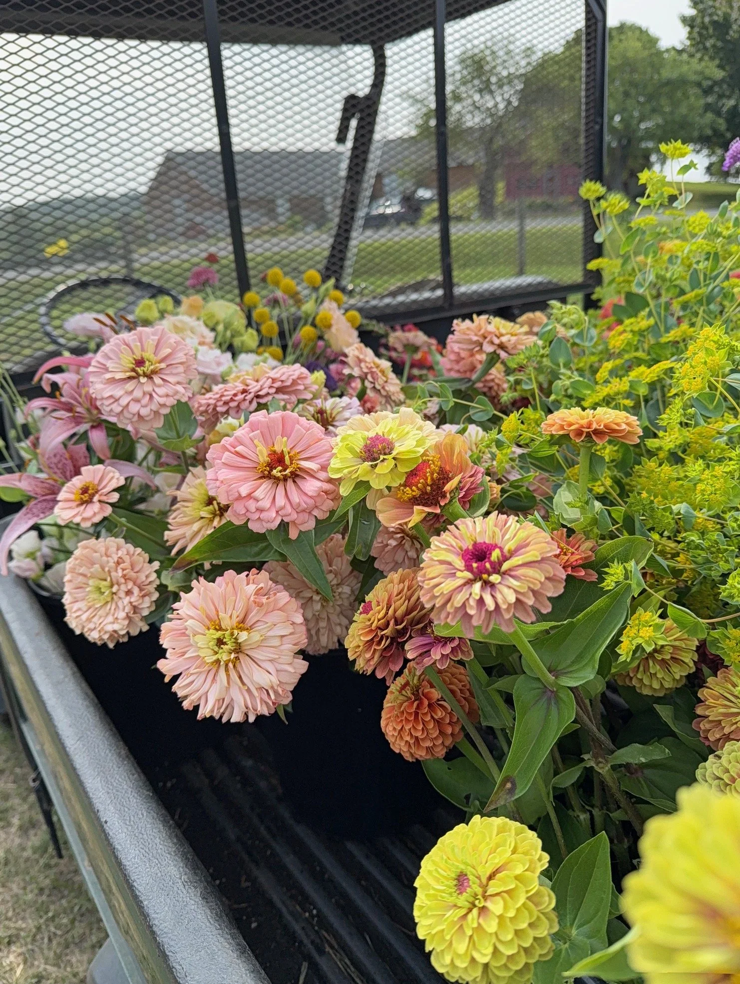 buckets of zinnias, bupleurum in mule.jpeg