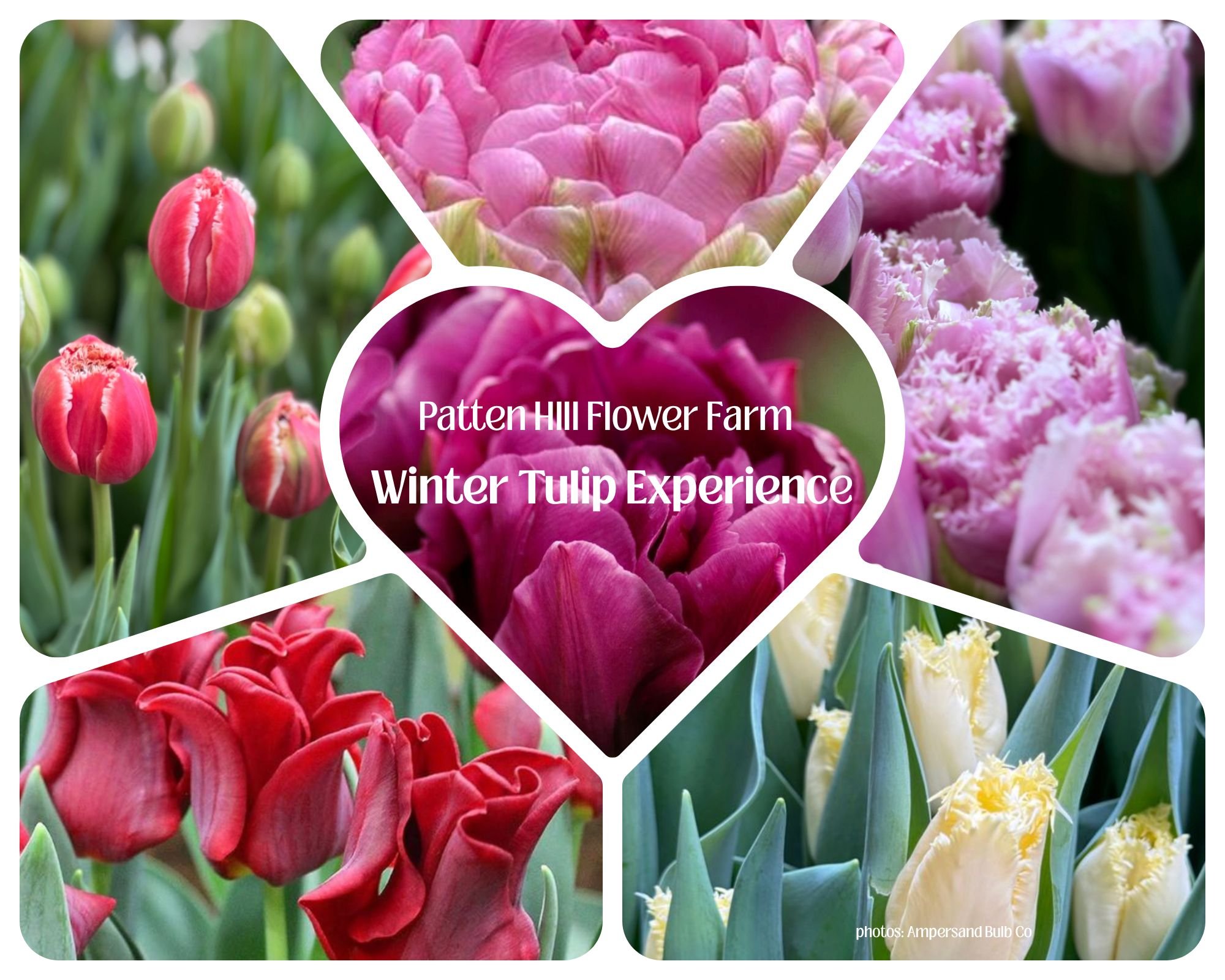 SOLD OUT FOR THIS SEASON - Winter Tulip Experience Subscription