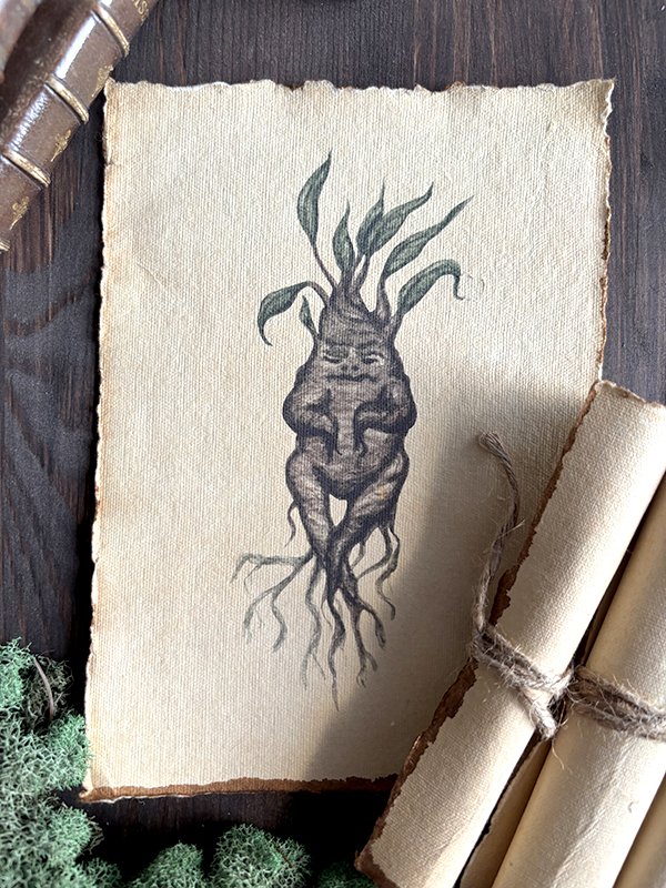 Parchment - Mandragora