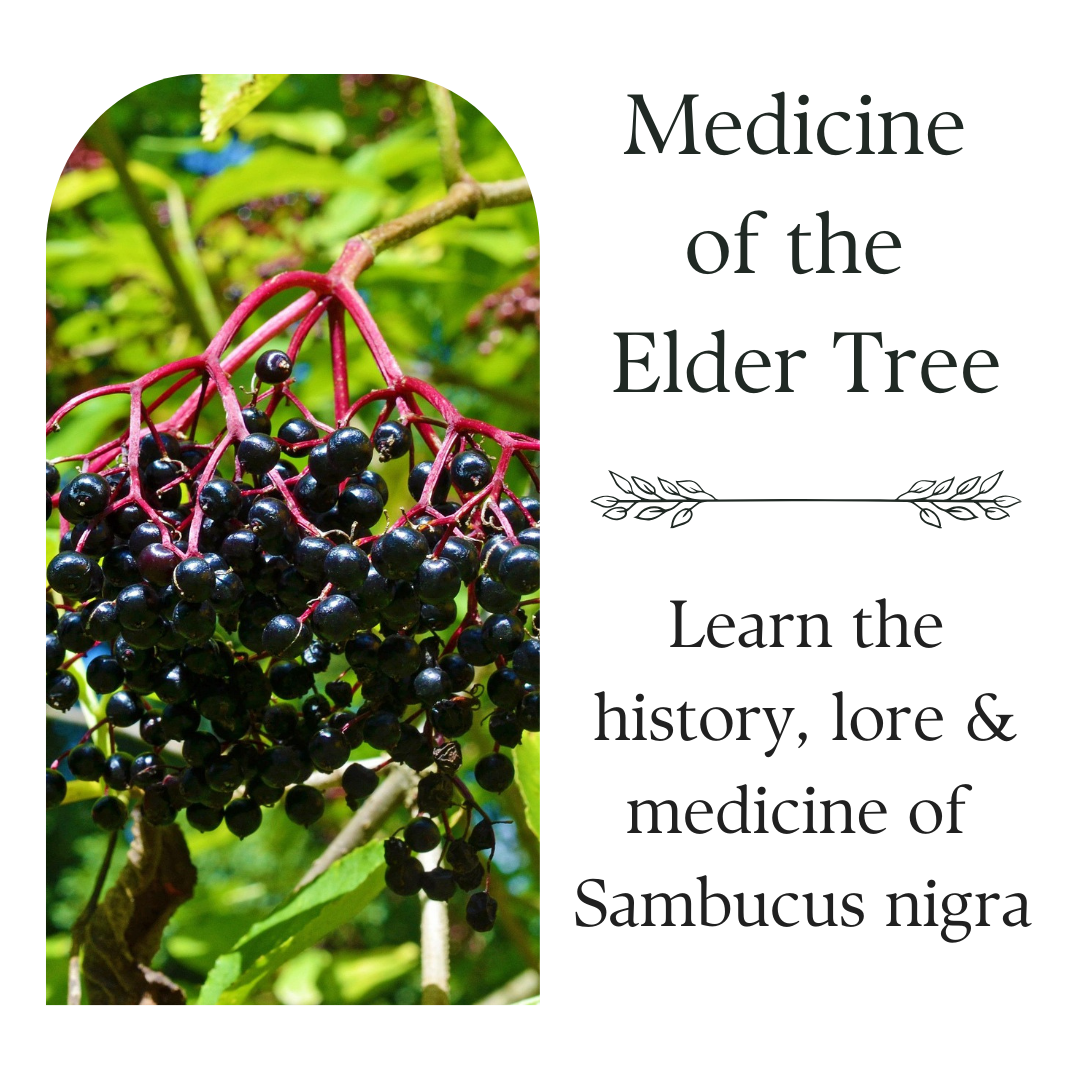 Medicine of the Elder Tree
