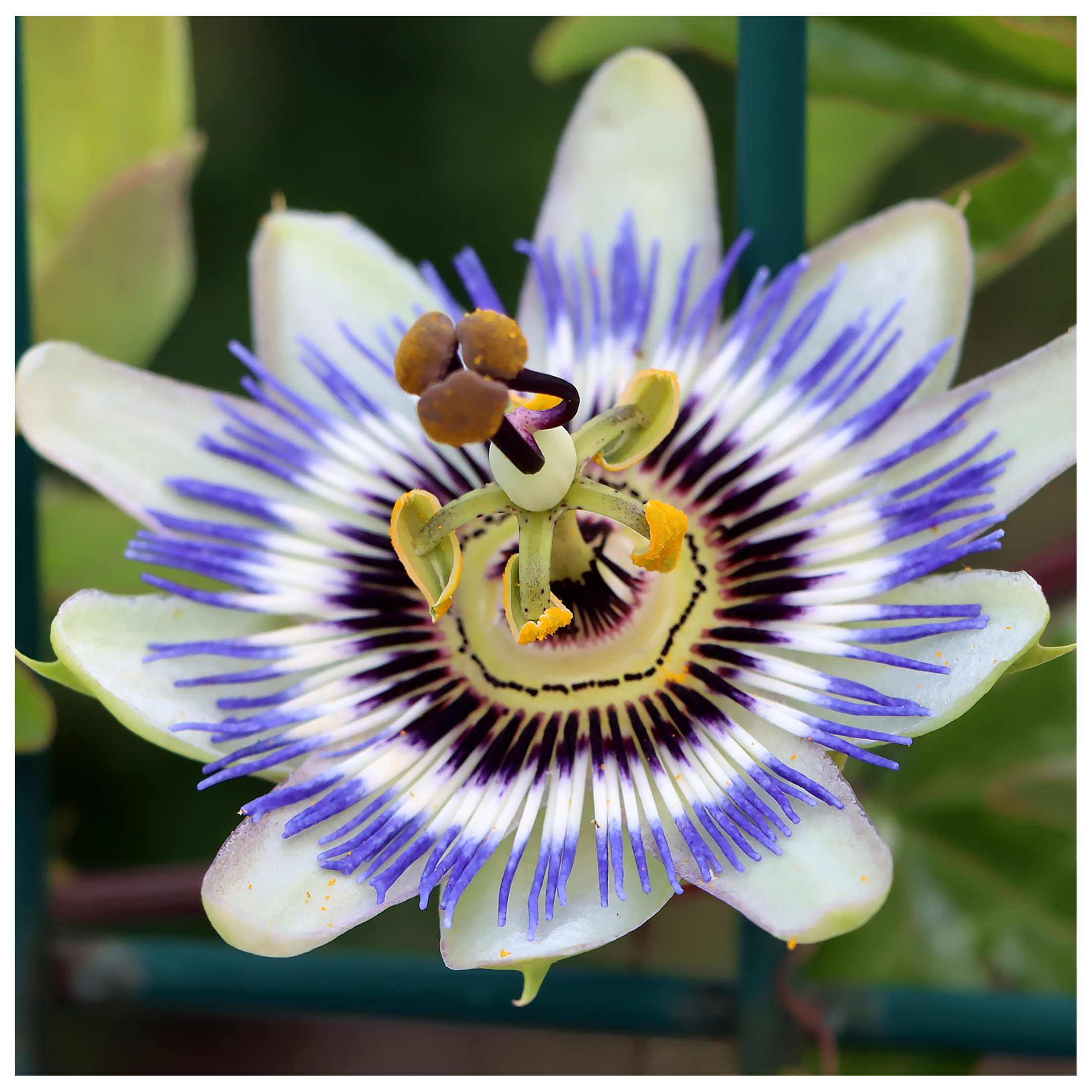 Passionflower: Medicinal Uses, Energetics, & History