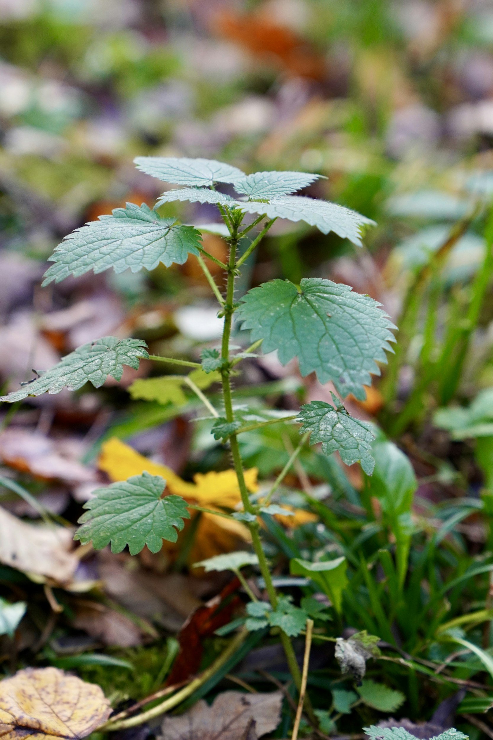 Stinging Nettle: Boundary Setter
