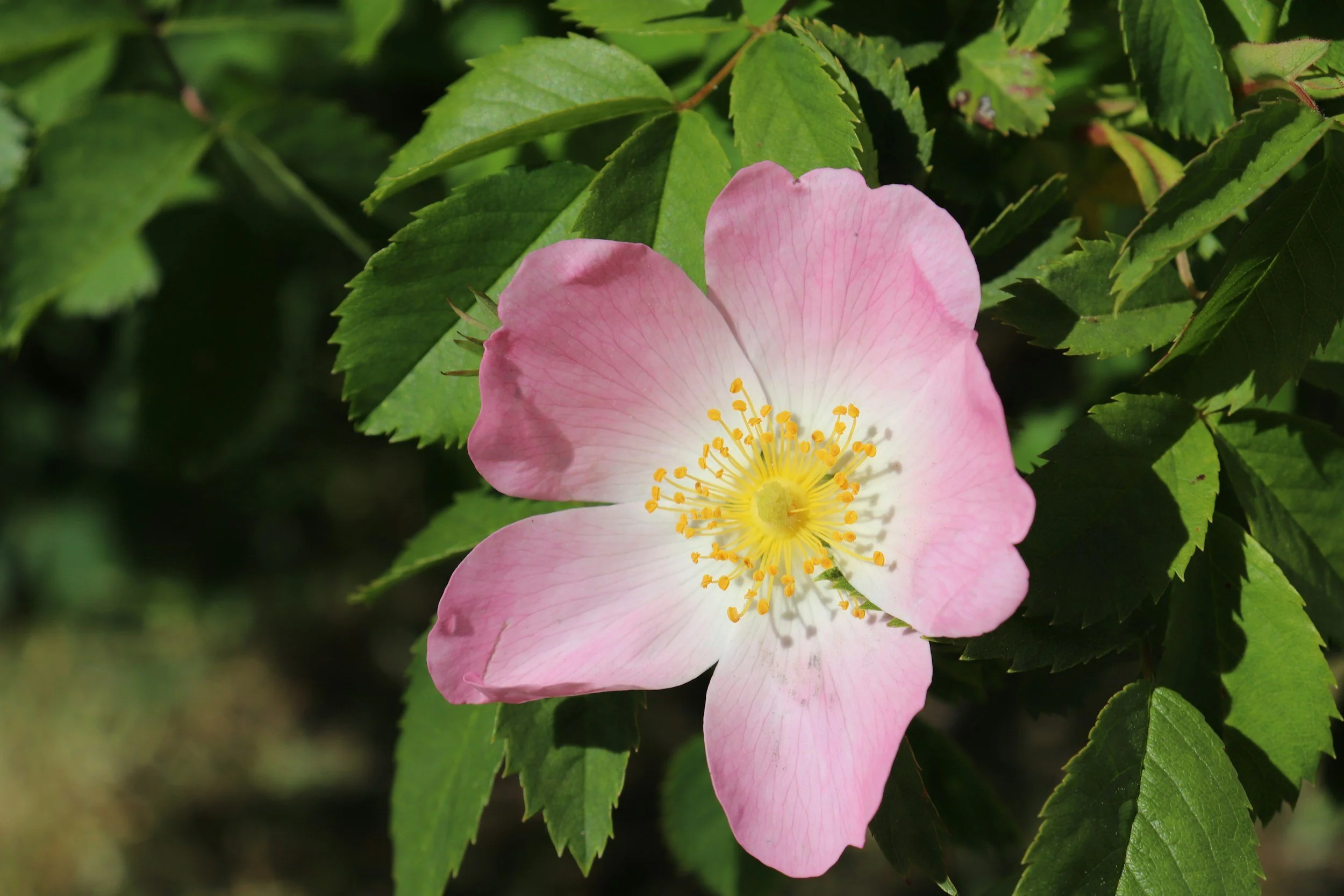 Rose - For the Physical and Emotional Heart