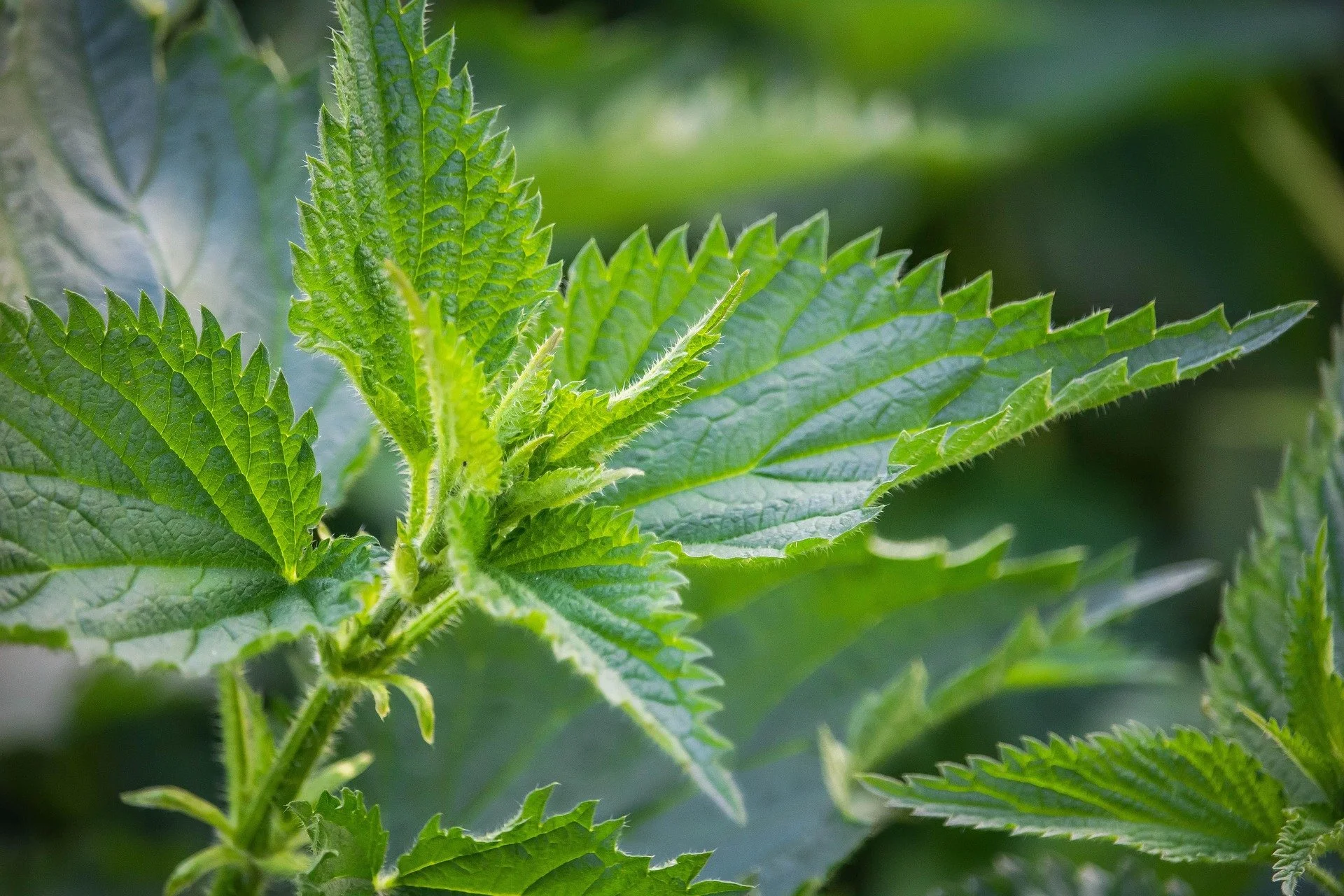 Nutritive DIY Herbal Classes