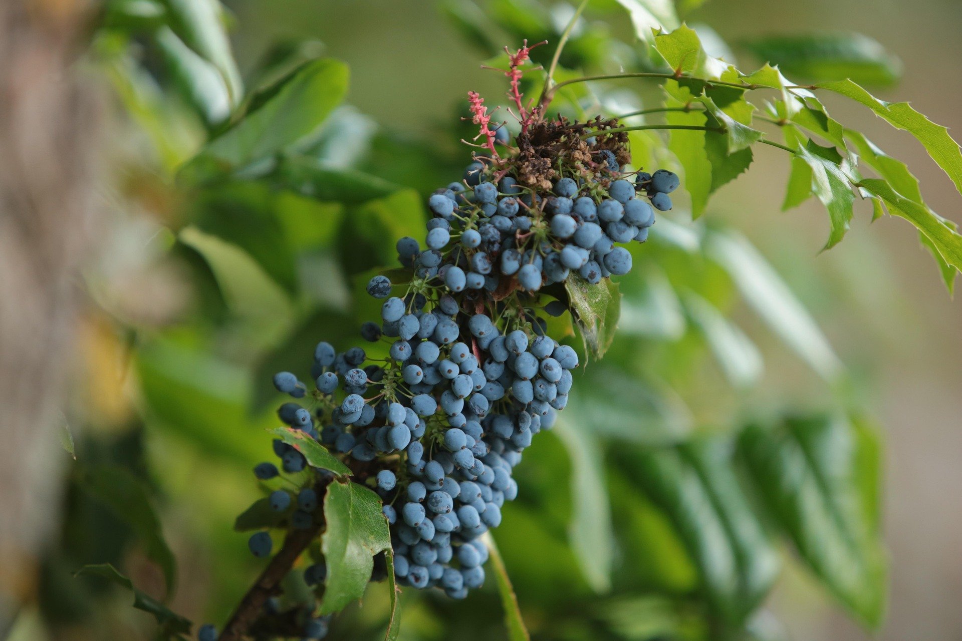 Gut Healing Blends DIY Herbal Class