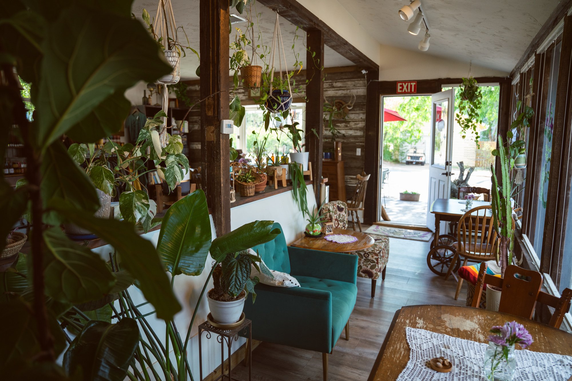The plant-filled, cozy interior of Honorable Harvest Tea Shop and Apothecary, designed as a community gathering space on Main Street.