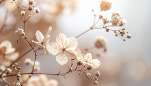 Close-up of white dried flowers and branches against a soft, blurred background.