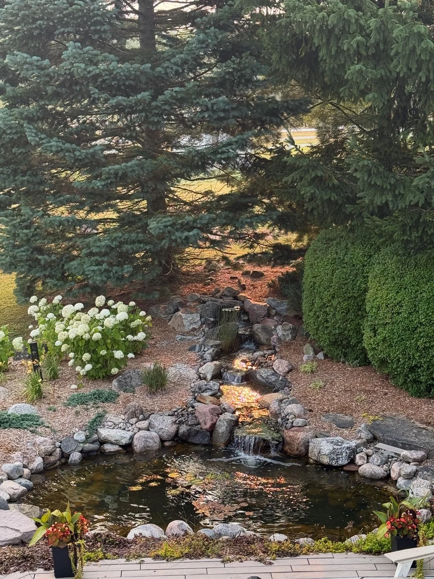 Morning sunlight peeking through the pines and reflecting off the waterfall and pond.