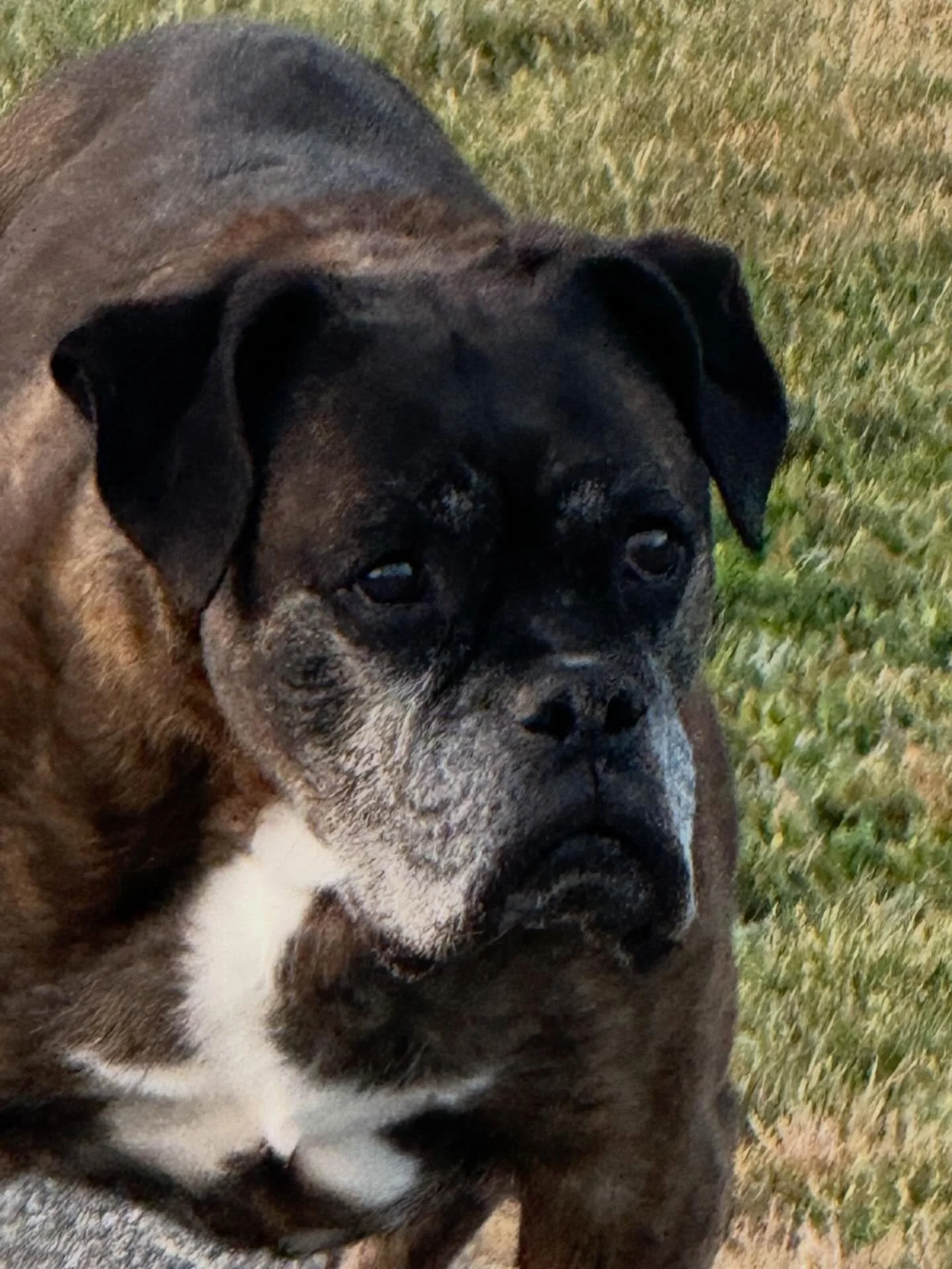 RIP Phoebe. 12.5 years of faithful friendship and ceaseless entertainment and shadowing me (room to room to room) and love&hellip; House is too big and too quiet without her. And, for the first time in 35-odd years, we&rsquo;re without canine compani