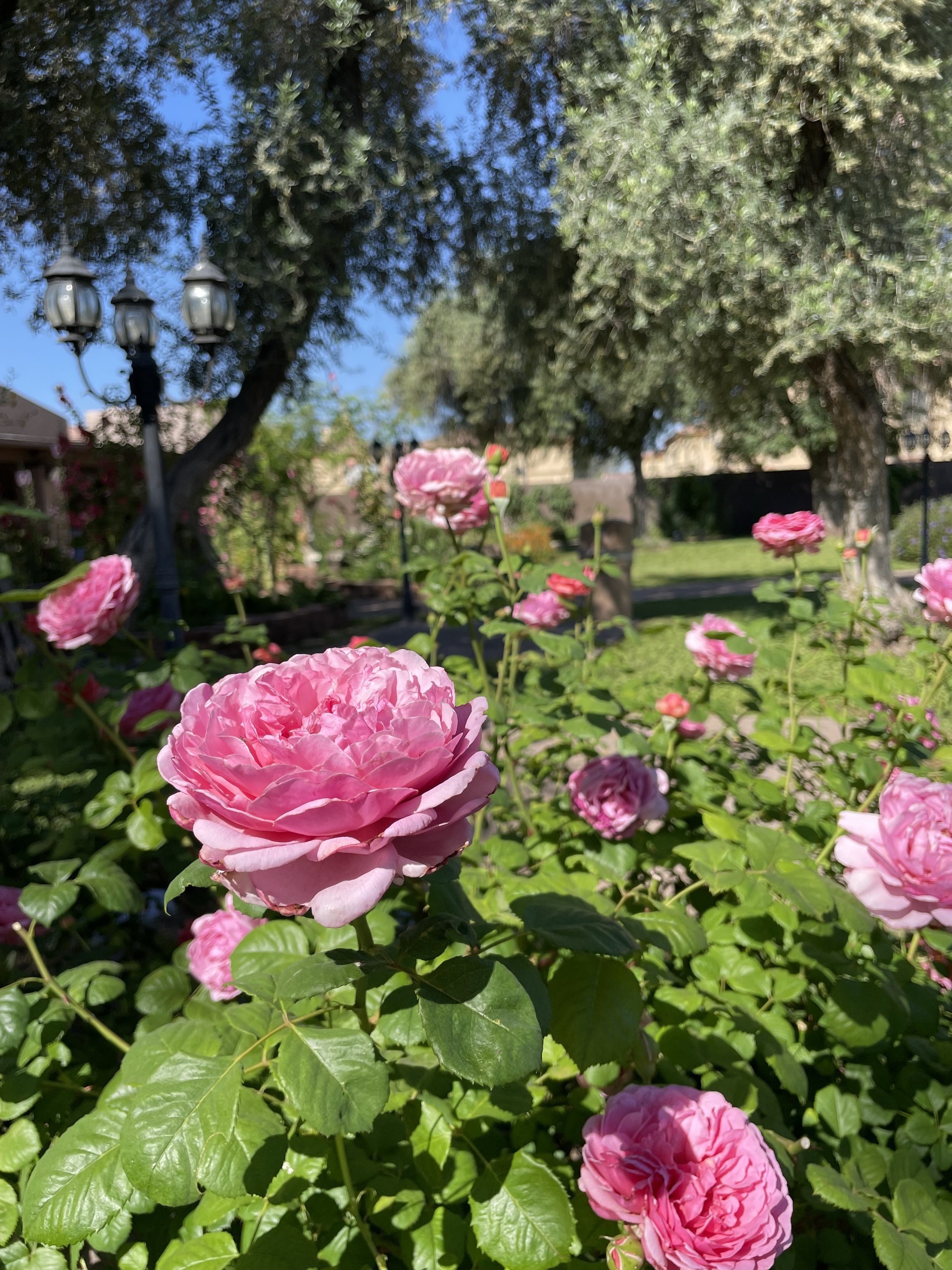IMG_0478.jpeg