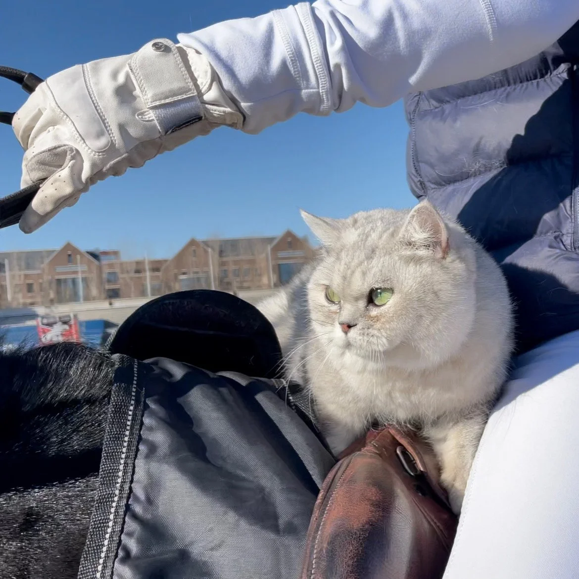 Sapphire. A gentle yet proud sassy tabby with emerald eyes. She moves like royalty and expects the same respect, and accepts affection only on her terms — graceful, calm, and unmistakably regal. - Diana L
