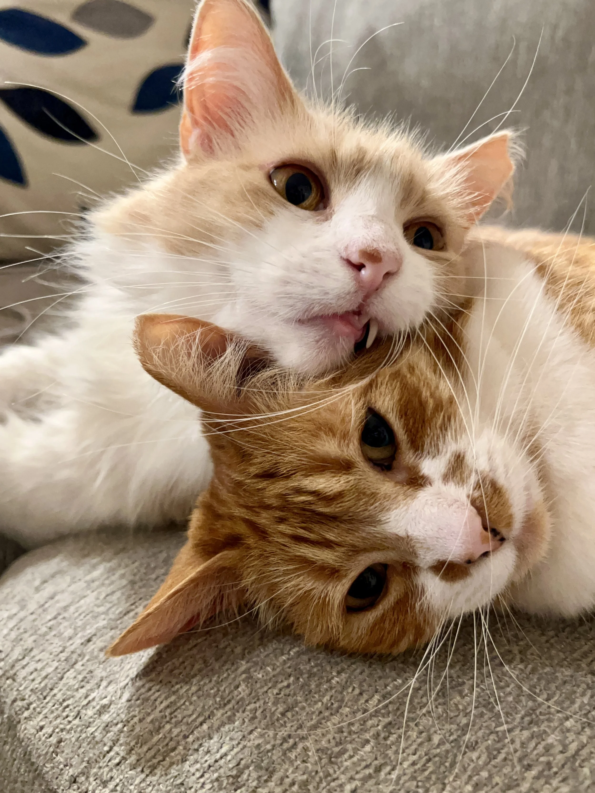 Lucy & Daphne: Lucy’s fangs don’t quite fit — but she and Daphne fit together just right. 💕 - Tara S