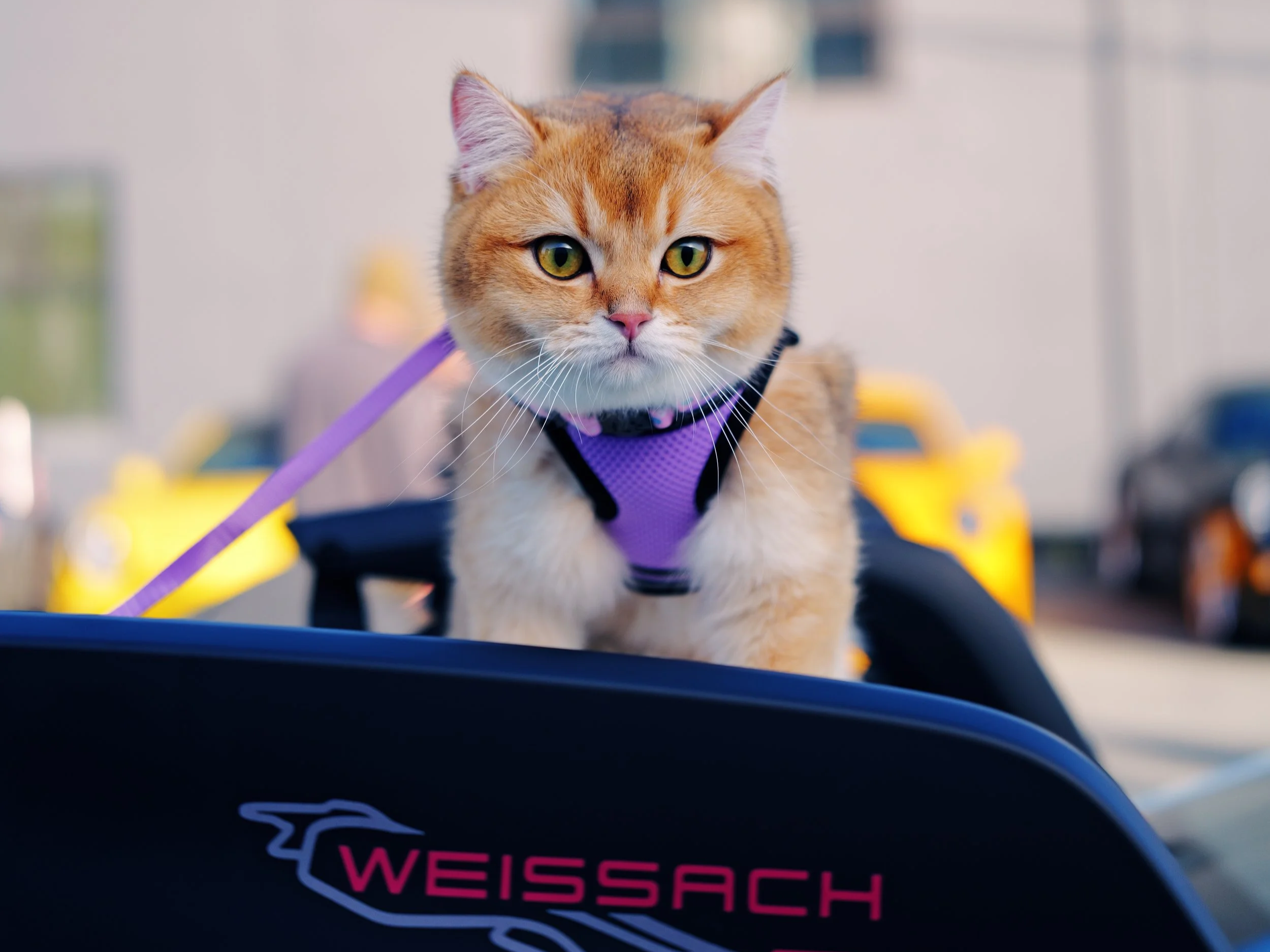 JinJin, our British Shorthair kitten is a sweet and brave guy who's always down for an adventure! Here he's enjoying a prime view of the GGR cars and coffee  from the big wing. Photo by Nick Seidl, April 2025 - Diana B and Jie M