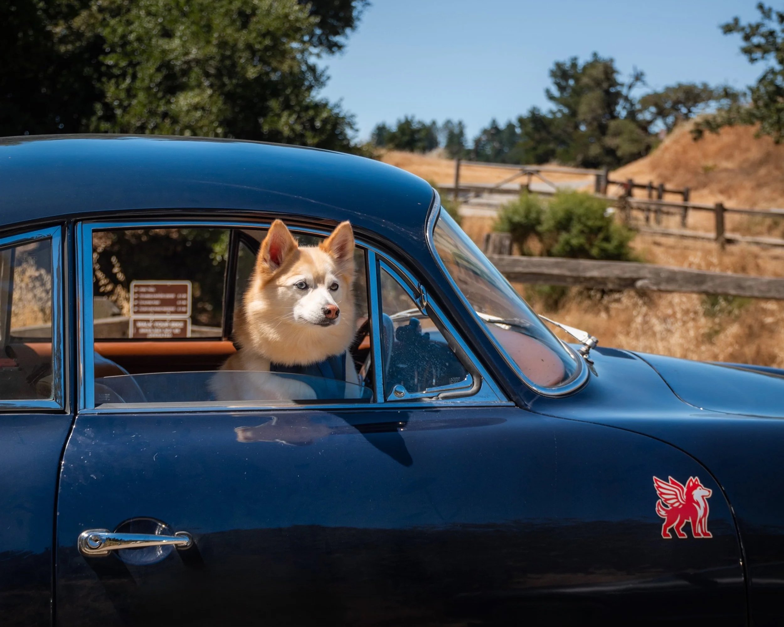 Gatsby is a spirited Pomsky and the ultimate co-pilot, having logged over 75,000 miles across countless road trips. A seasoned car dog with a love for the open road, he’s happiest cruising beside me to car shows, hobby stores, and museums; anywhere h