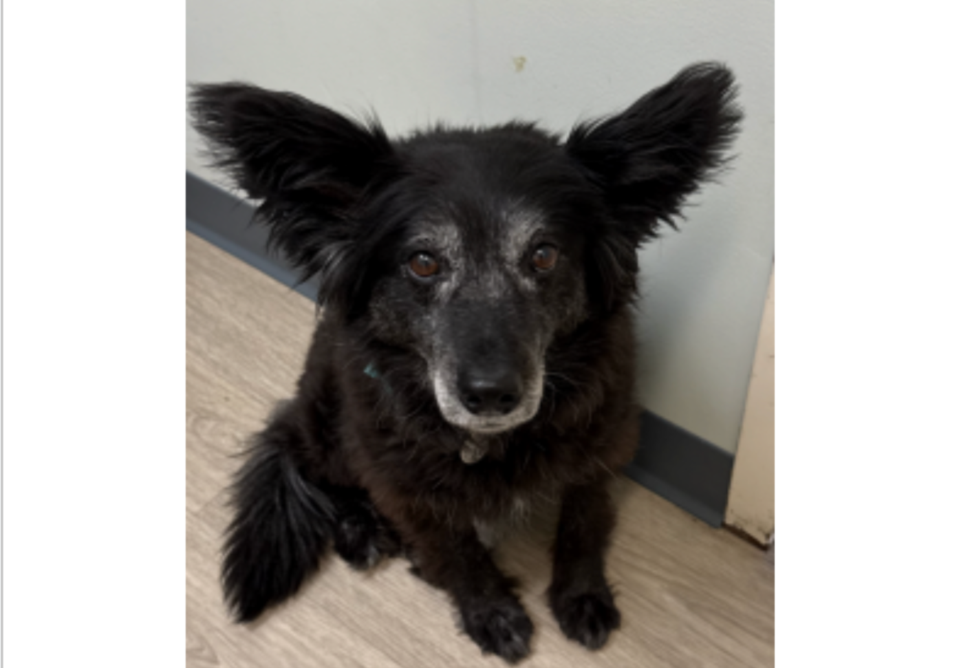 Hi everyone!  🙂 I am Sadie. I am a rescue from Fresno, CA. I am around 11 years old; Border Collie mix. I love playing with my sister (Hannah) and love chasing rabbits. I am a food addict. Check out my ears! -Madison Y.
