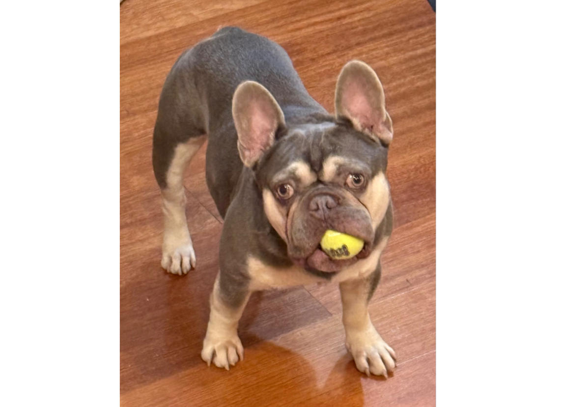 Benjamin Franklin’s past is unknown. He was adopted in July of 2025. Frank loves humans and especially loves playing tug of war against humans. He loves food. More than any dog I’ve ever met. No matter what is in front of him, if he hears a chip bag 