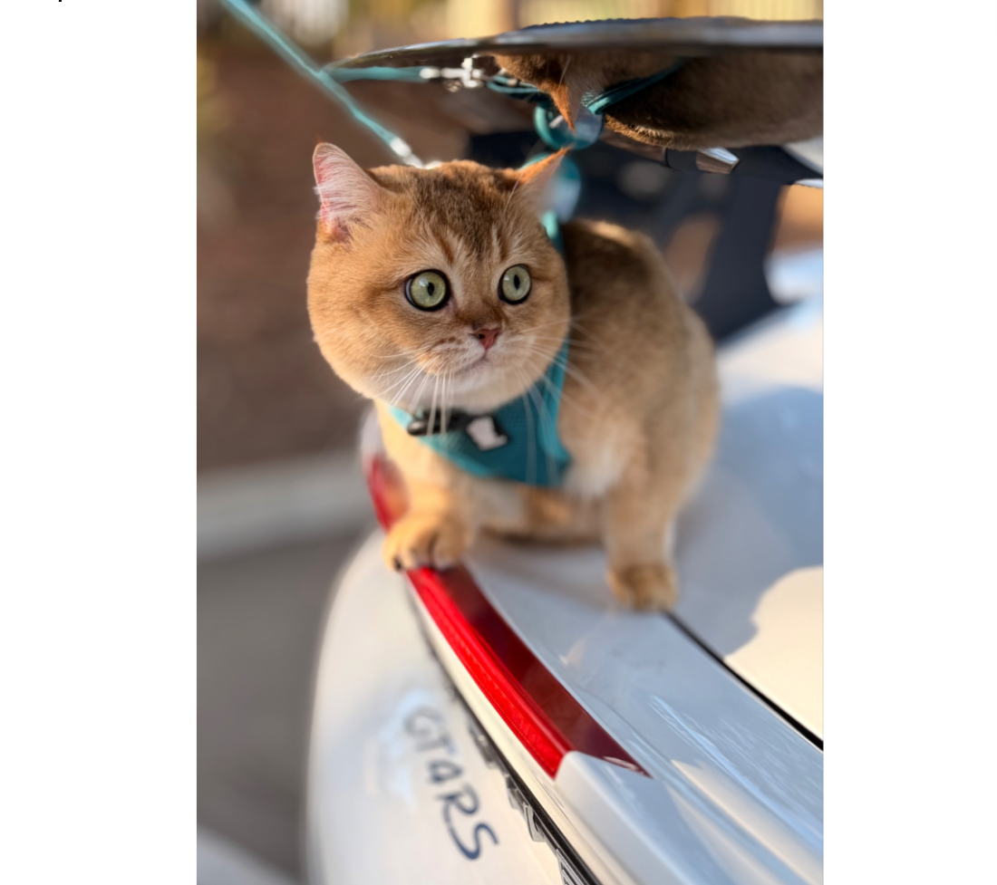 BaoBao: I’m stealthy and like to fly under the radar… low and always under a GT4 RS wing. - Tony and Jeanie L