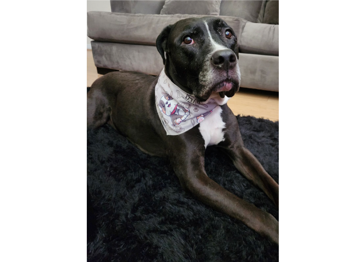 Kobe is our 10 year old Pit mix who we rescued as a puppy, and he’s been inspiring us ever since. His gentle soul, loyal heart, and wild spirit remind us every day why rescue dogs deserve a chance. He’s the reason we proudly advocate for rescues and 