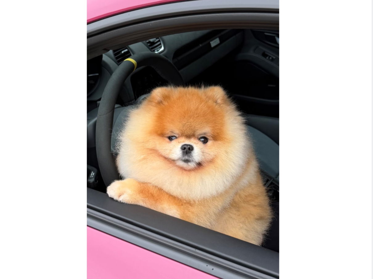 Tai is a cheese-loving, pup-cup-chasing beach and park walker who’s happiest wherever his parents are. He loves dining out, sunny strolls, and charming everyone he meets. A gentle, joyful pup with curious paws and an even bigger heart, he brings warm