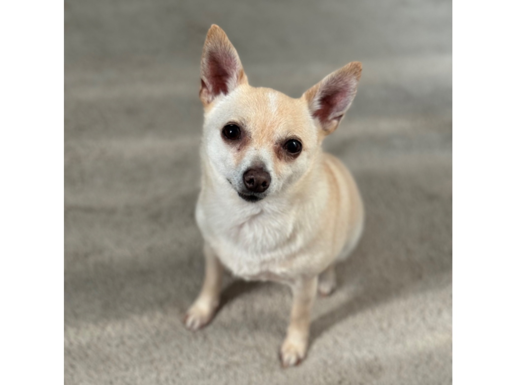 My name is Nara. I will do anything for food. I may be small but enjoy being a guard dog and will bark at other hoomans and animals. I’m about 9 years old but my hooman don’t know exactly as I was from a SPCA shelter and the papers said I was 2 at th